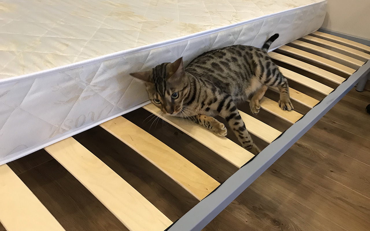 отзыв о Матрас Sontery by Askona Balance Forma фото 6